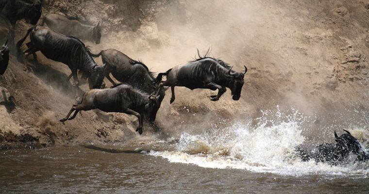 Wildebeest Migration, the eight wonder of the morden world