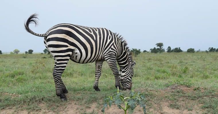 Zebra at Lake Nakuru