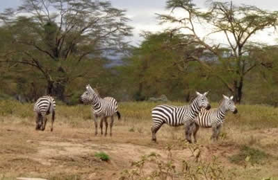 Zebras at Lake Nakuru National Park, one of the premium parks in Kenya